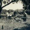 Pic-nic