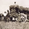 Sangavinesi al lavoro in campagna