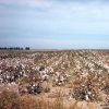 Campo coltivato a cotone
