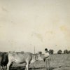Un giovane pastore di buoi
