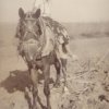 Giovane su cavallo da aratro